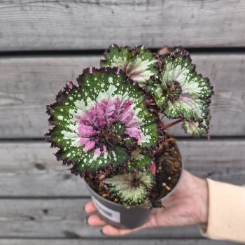 Begonia blad rex (Begónia rex) ´PURPLE BLUSH´ - kont. C1L, výška 10-15 cm 